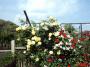 IMAGE0012.JPG Kopie.jpg